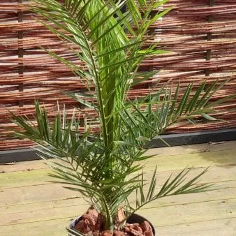 Føniks palme